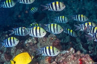 Abudefduf vaigiensis (Indo-Pacific Sergeant)