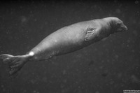 Monachus schauinslandi (Hawaiian Monk Seal)