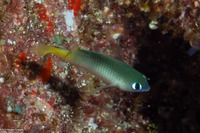 Plectroglyphidodon imparipennis (Bright-Eye Damselfish)