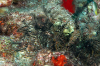Lytocarpia nigra (Black Hydroid)