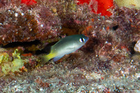 Plectroglyphidodon imparipennis (Bright-Eye Damselfish)