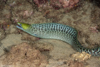 Gymnothorax undulatus (Undulated Moray)