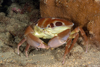Carpilius maculatus (Seven-Eleven Crab)