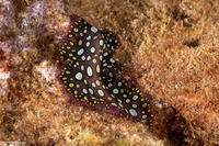 Pseudobiceros sp.1 (Hawaiian Spotted Flatworm)