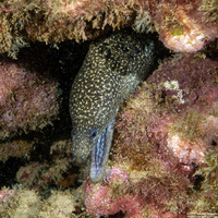 Gymnothorax eurostus (Stout Moray)