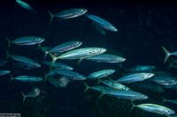 Decapterus macarellus (Mackerel Scad)