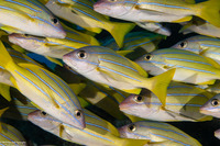Lutjanus kasmira (Bluestripe Snapper)