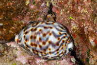 Cypraea tigris (Tiger Cowry)