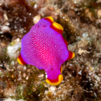 Pseudoceros ferrugineus (Fuchsia Flatworm)