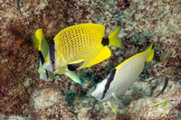Chaetodon miliaris (Milletseed Butterflyfish)