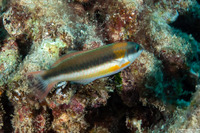 Thalassoma duperrey (Saddle Wrasse)