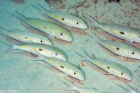 Mulloidichthys flavolineatus (Yellowstripe Goatfish)