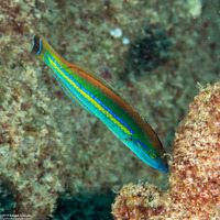 Pseudojuloides cerasinus (Pencil Wrasse)