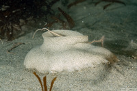 Neverita lewisii (Lewis's Moon Snail)