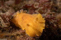 Geitodoris heathi (Heath's Dorid)