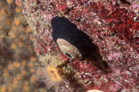 Megathura crenulata (Giant Keyhole Limpet)