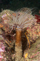 Pachycerianthus fimbriatus (Tube-Dwelling Anemone)