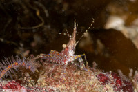 Pandalus danae (Dock Shrimp)