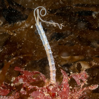 Chaetopteridae sp.1 (Jointed Tubeworm)