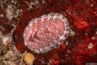 Tonicella lokii (Flame Lined Chiton)
