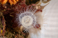 Metridium farcimen (White-Plumed Anemone)