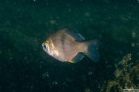 Rhacochilus toxotes (Rubberlip Seaperch)