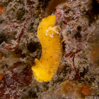 Doris montereyensis (Monterey Dorid)