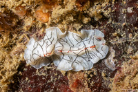 Eurylepta californica (Montgomery's Flatworm)
