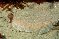 Pleuronichthys coenosus (C-O Sole)