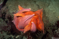 Patiria miniata (Bat Star)