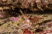 Pandalus danae (Dock Shrimp)