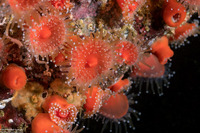 Corynactis californica (Club-Tipped Anemone)