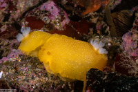 Doriopsilla fulva (White-Speckled Dorid)