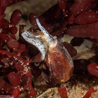 Californiconus californicus (California Cone Snail)