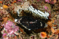 Atrimitra idae (Ida's Miter)