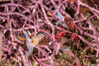 Phidiana hiltoni (Hilton's Aeolid)