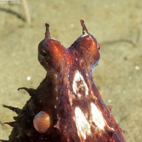 Octopus rubescens (Red Octopus)