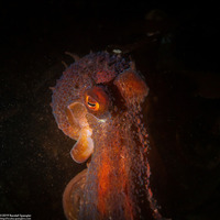Octopus rubescens (Red Octopus)