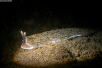 Armina californica (California Armina)