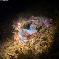 Pandalus danae (Dock Shrimp)