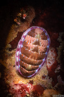 Tonicella lineata (Blue Lined Chiton)