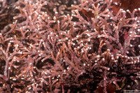 Calliarthron sp.1 (Articulated Coralline Algae)
