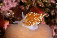 Hermissenda opalescens (Opalescent Nudibranch)
