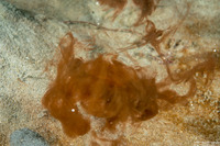 Octopus rubescens (Red Octopus)