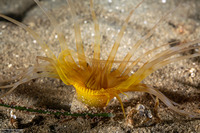 Pachycerianthus aestuari (Pachycerianthus Aestuari)