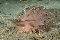 Dendronotus iris (Rainbow Dendronotus)