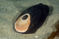 Megathura crenulata (Giant Keyhole Limpet)