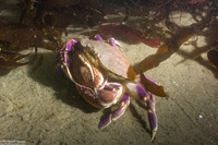 Metacarcinus gracilis (Graceful Crab)