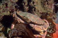 Cancer productus (Red Rock Crab)