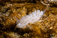 Aeolidia loui (Shag-Rug Aeolid)